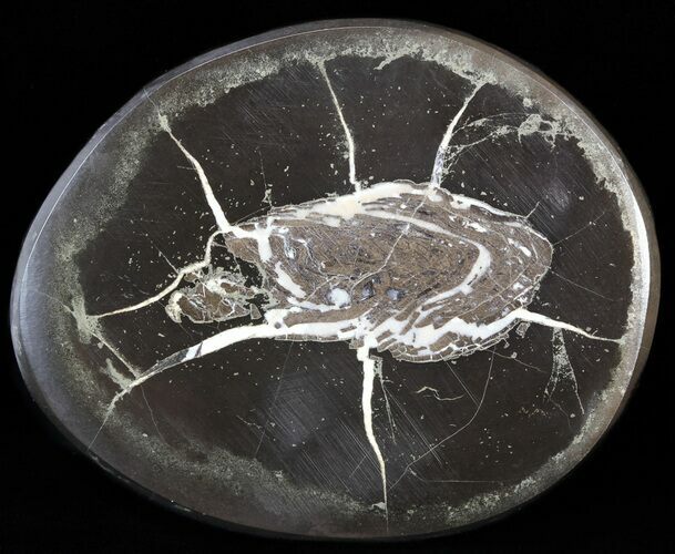 Polished Fish Coprolite (Fossil Poo) - Scotland #44678